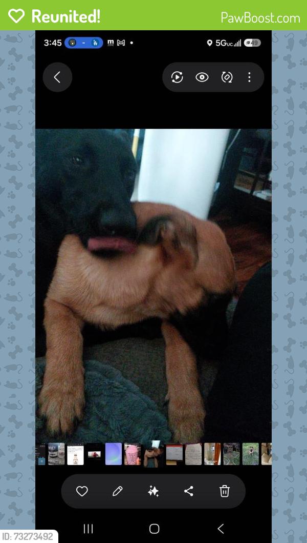Reunited Female Dog last seen Monaco and snug harbor, St. Petersburg, FL 33702