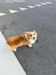 Reunited Unknown Dog last seen Fairlane Avenue & Concord Road in Santa Clara, Santa Clara, CA 95051
