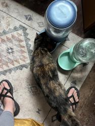 Reunited Female Cat last seen Javier’s tacos, Portland, OR 97217