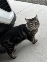 Reunited Unknown Cat last seen Warm River and cave falls, Kuna, ID 83634