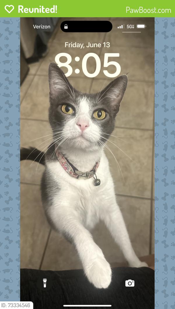 Reunited Female Cat last seen Fox Pitt and Fox canyon, Spring, TX 77386