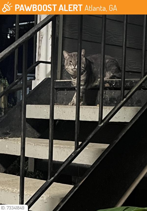 Found/Stray Unknown Cat last seen Copelands, Atlanta, GA 30339