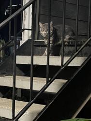 Found/Stray Unknown Cat last seen Copelands, Atlanta, GA 30339