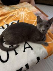 Lost Female Cat last seen Community Pool in Charterwood, Houston, TX 77070