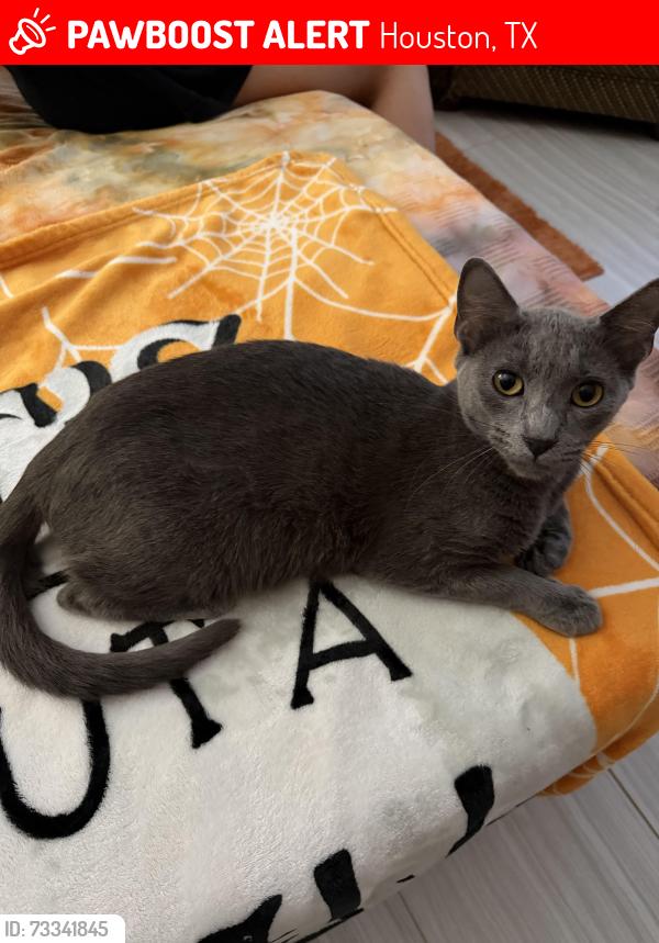 Lost Female Cat last seen Community Pool in Charterwood, Houston, TX 77070