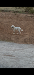 Lost Female Dog last seen E county road 150, Midland County, TX 79706