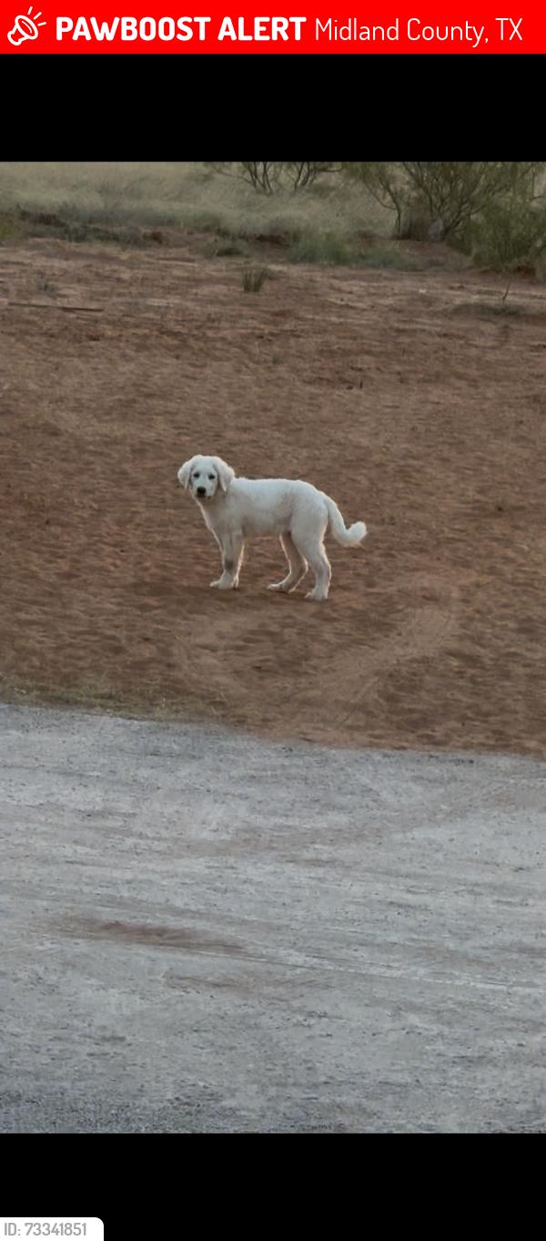 Lost Female Dog last seen E county road 150, Midland County, TX 79706