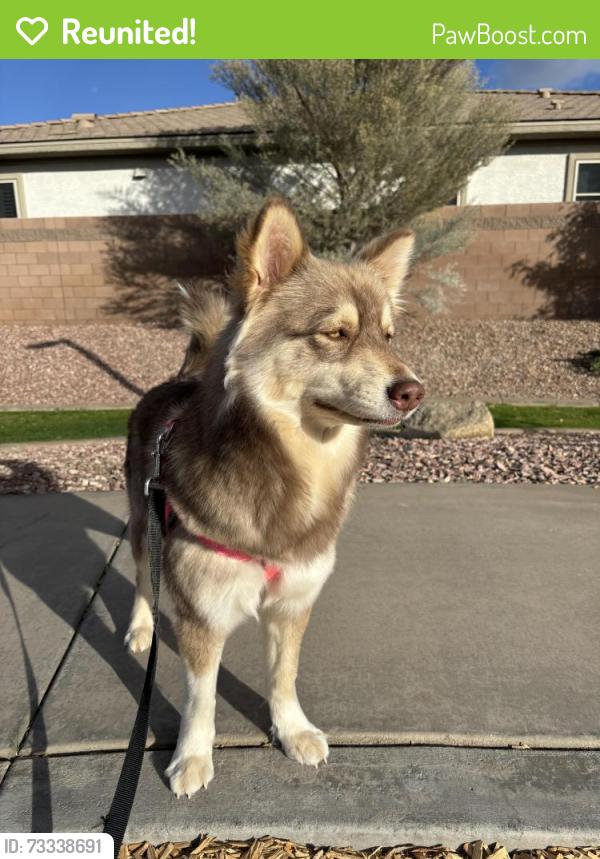 Reunited Female Dog last seen 71st & Bethany home, Glendale, AZ 85303