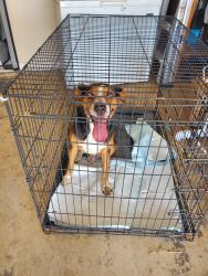 Found/Stray Male Dog last seen CR 599 and FM 1778, Farmersville, TX 75442