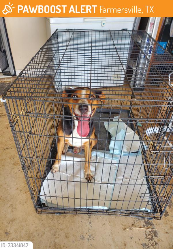 Found/Stray Male Dog last seen CR 599 and FM 1778, Farmersville, TX 75442