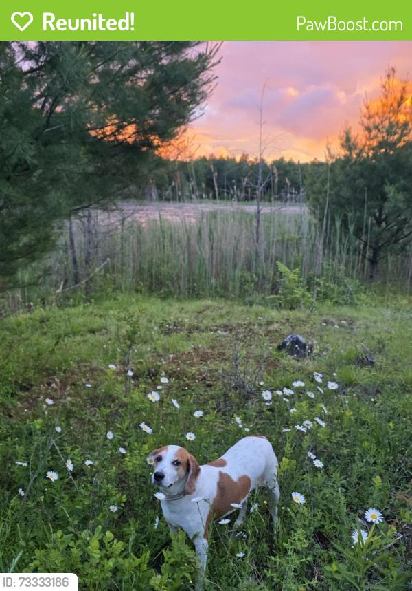 Reunited Female Dog last seen Near snowmobile trails behind tinneys tavern., Lake Desolation, NY 12850