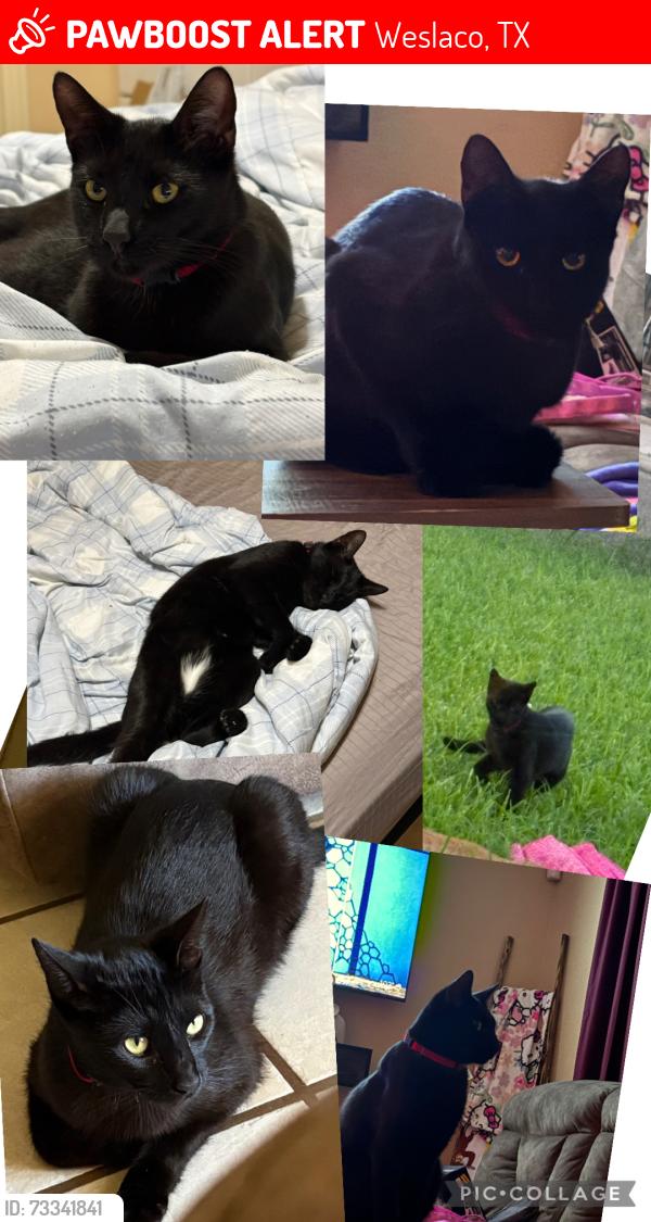 Lost Male Cat last seen Milano Rd, Weslaco, TX 78596
