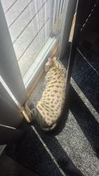 Reunited Female Cat last seen Frontera village HOA park, Commerce City, CO 80022