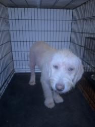 Lost Male Dog last seen Near Evans High School, Evans, GA 30809