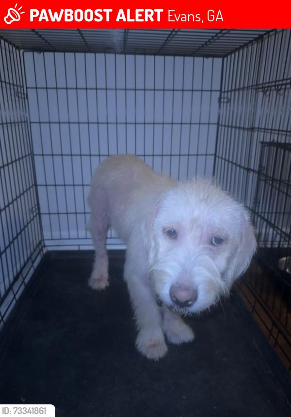 Lost Male Dog last seen Near Evans High School, Evans, GA 30809