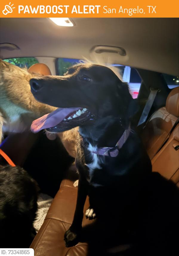 Found/Stray Unknown Dog last seen Dog park, San Angelo, TX 76904