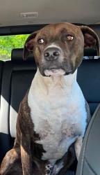 Reunited Male Dog last seen Williams Rd/ Turnbull Bay, New Smyrna Beach, FL 32168