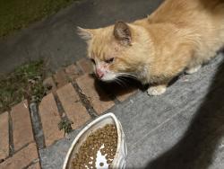 Found/Stray Male Cat last seen Bluff rd, Columbia, SC 29209