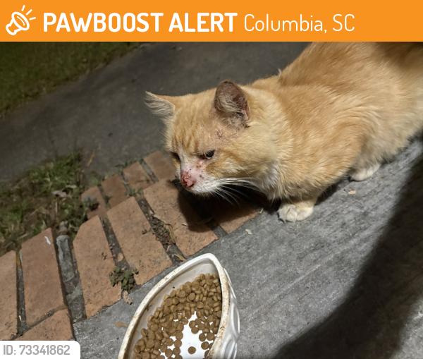 Found/Stray Male Cat last seen Bluff rd, Columbia, SC 29209
