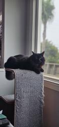 Lost Male Cat last seen Vanoween, Los Angeles, CA 91605