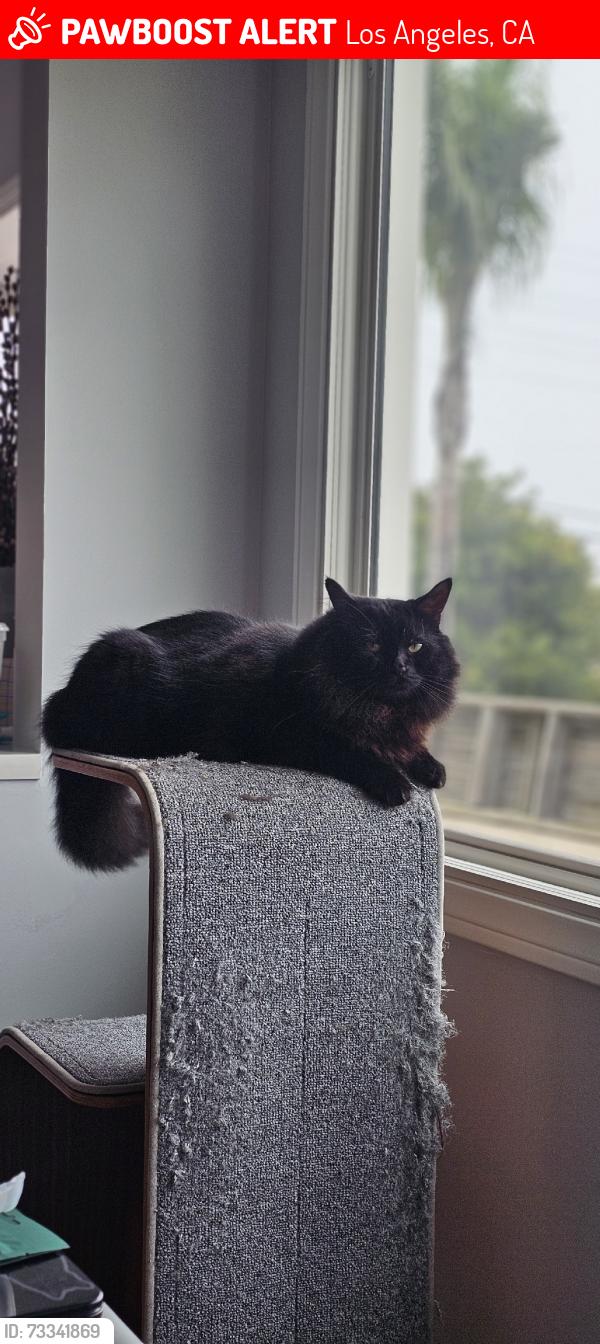 Lost Male Cat last seen Vanoween, Los Angeles, CA 91605