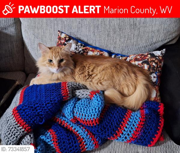 Lost Female Cat last seen Across the second bridge on Mill Fall Run Road, in Fairmont, WV, Marion County, WV 26554