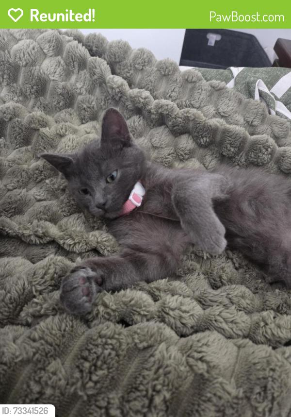 Reunited Female Cat last seen westerfield and risdon, Notting Hill, VIC 3168