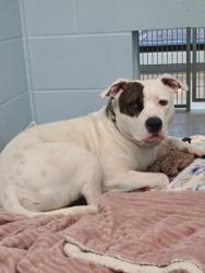 Shelter Stray Male Dog last seen Near Birch St, City of Eau Claire, WI, 3900 Old Town Hall Rd, Eau Claire, WI 54701, USA