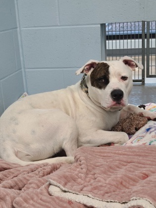 Shelter Stray Male Dog last seen Near Birch St, City of Eau Claire, WI, 3900 Old Town Hall Rd, Eau Claire, WI 54701, USA