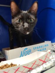 Shelter Stray Female Cat last seen Near Sterling Dr, City of Eau Claire, WI, 3900 Old Town Hall Rd, Eau Claire, WI 54701, USA