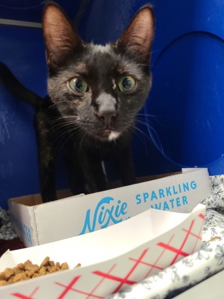 Shelter Stray Female Cat last seen Near Sterling Dr, City of Eau Claire, WI, 3900 Old Town Hall Rd, Eau Claire, WI 54701, USA