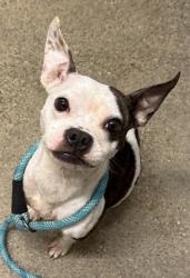 Shelter Stray Female Dog last seen Near E 149, 4th District, OH, 9203 Detroit Ave, Cleveland, OH 44102, USA