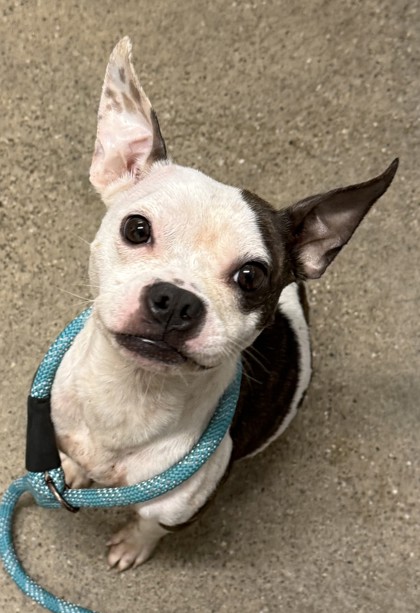 Shelter Stray Female Dog last seen Near E 149, 4th District, OH, 9203 Detroit Ave, Cleveland, OH 44102, USA