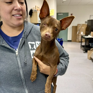 Shelter Stray Male Dog last seen ND, Oakland, CA, 1101 29th Ave, Oakland, CA 94601, USA