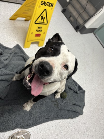 Shelter Stray Male Dog last seen Ford and 29th Ave, Oakland, CA, 1101 29th Ave, Oakland, CA 94601, USA