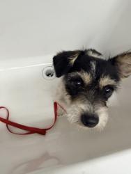 Shelter Stray Female Dog last seen 98th and Bancroft, Oakland, CA, 1101 29th Ave, Oakland, CA 94601, USA