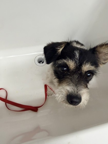 Shelter Stray Female Dog last seen 98th and Bancroft, Oakland, CA, 1101 29th Ave, Oakland, CA 94601, USA