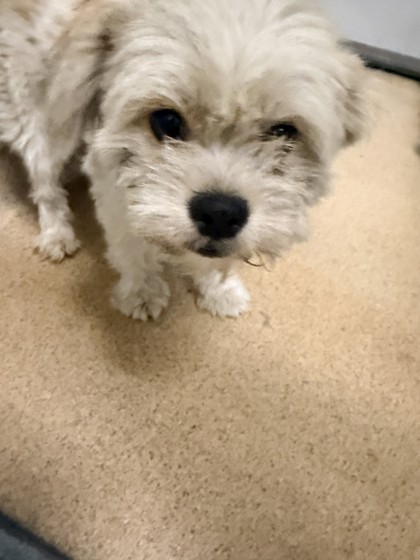 Shelter Stray Male Dog last seen 98th and Bancroft, Oakland, CA, 1101 29th Ave, Oakland, CA 94601, USA