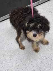 Shelter Stray Female Dog last seen 65th Village, Oakland, CA, 1101 29th Ave, Oakland, CA 94601, USA
