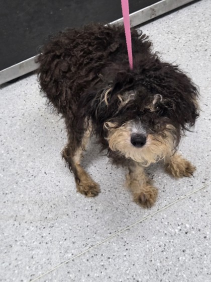 Shelter Stray Female Dog last seen 65th Village, Oakland, CA, 1101 29th Ave, Oakland, CA 94601, USA