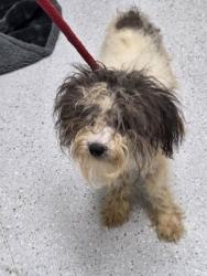 Shelter Stray Male Dog last seen 65th Village, Oakland, CA, 1101 29th Ave, Oakland, CA 94601, USA