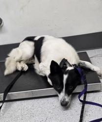 Shelter Stray Male Dog last seen 65th Village, Oakland, CA, 1101 29th Ave, Oakland, CA 94601, USA