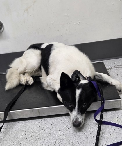 Shelter Stray Male Dog last seen 65th Village, Oakland, CA, 1101 29th Ave, Oakland, CA 94601, USA