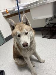 Shelter Stray Male Dog last seen 27th St and Fruitvale Ave, Oakland, CA, 1101 29th Ave, Oakland, CA 94601, USA