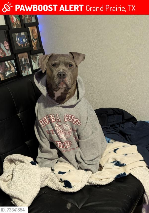 Lost Female Dog last seen Matthew & polo, Grand Prairie, TX 75052