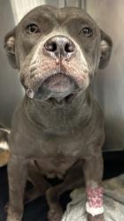 Shelter Stray Female Dog last seen Near Doe Valley Dr., 30058, GA, 3280 Chamblee Dunwoody Rd, Chamblee, GA 30341, USA