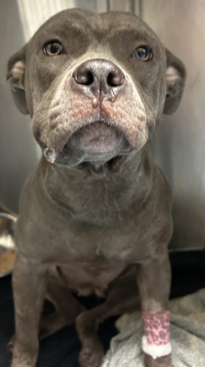 Shelter Stray Female Dog last seen Near Doe Valley Dr., 30058, GA, 3280 Chamblee Dunwoody Rd, Chamblee, GA 30341, USA