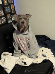 Lost Female Dog last seen Matthew & polo, Grand Prairie, TX 75052
