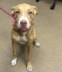 Shelter Stray Female Dog last seen Near HILLANDALE DRIVE APT 116, 30058, GA, 3280 Chamblee Dunwoody Rd, Chamblee, GA 30341, USA