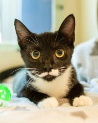 Shelter Stray Male Cat last seen Near Rosser Terrace Tucker, GA 30084, 30084, GA, 3280 Chamblee Dunwoody Rd, Chamblee, GA 30341, USA